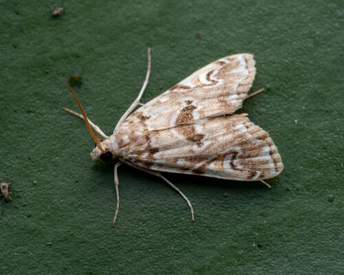 Waterlily Borer Moth photo 4