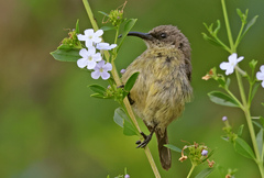 Forest Double-Collared Sunbird photo 2
