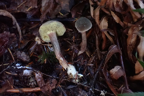 Owingsia PNW01 graham.jpg