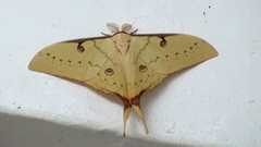 Actias sinensis