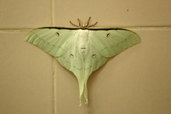 Actias sinensis