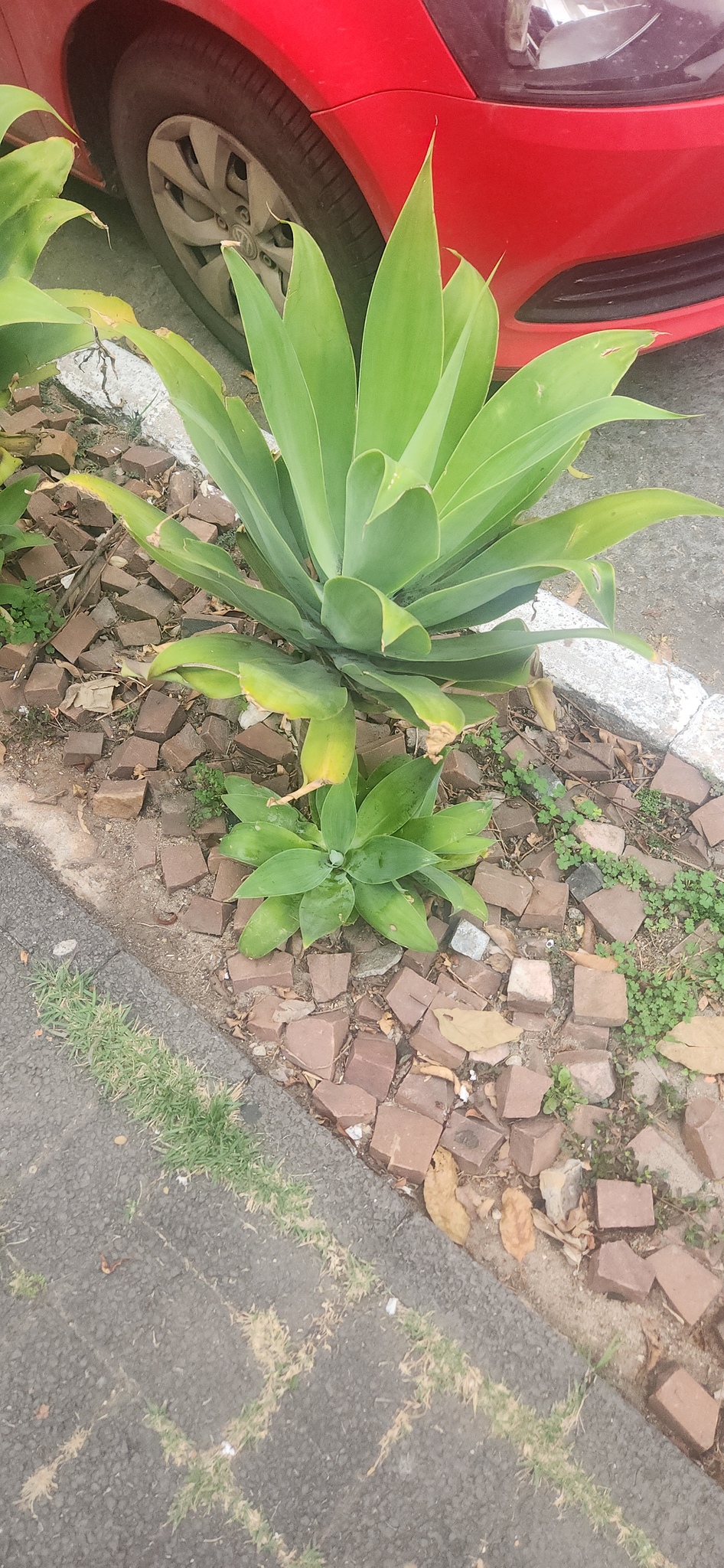 Imagem de Agave-dragão
