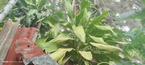 Dracaena fragrans - Leaves