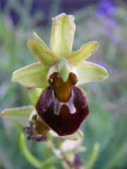 Ophrys sphegodes sphegodes