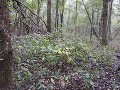 Lindera melissifolia