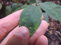 Lindera melissifolia