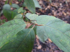 Lindera melissifolia