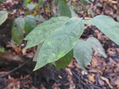Lindera melissifolia