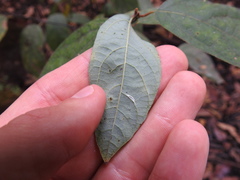 Lindera melissifolia