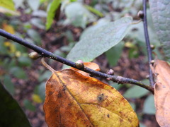 Lindera melissifolia