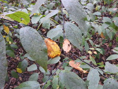 Lindera melissifolia