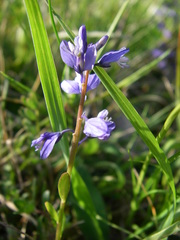 Polygala vulgaris