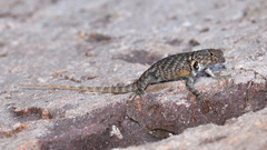 Sceloporus hunsakeri