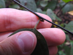 Lindera melissifolia