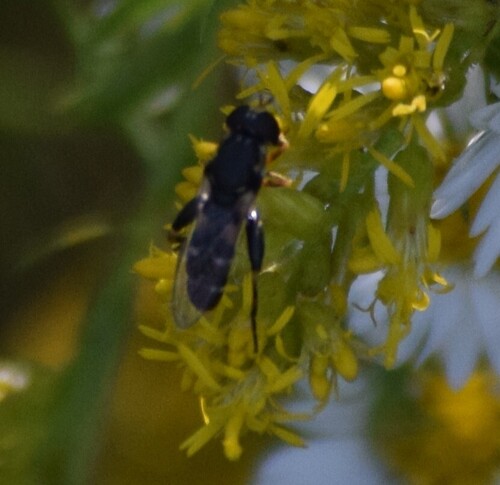 Unknown species found near Centerville, OH, USA