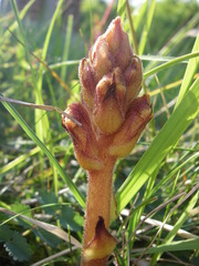 Orobanche teucrii