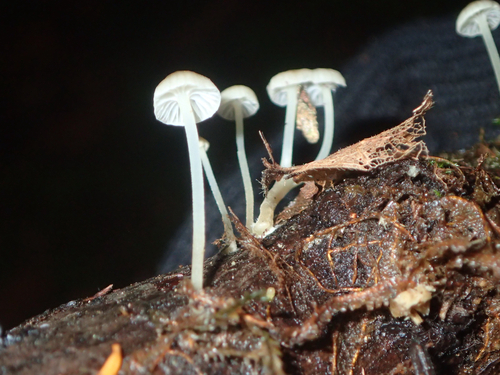 Owingsia PNW01 graham.jpg