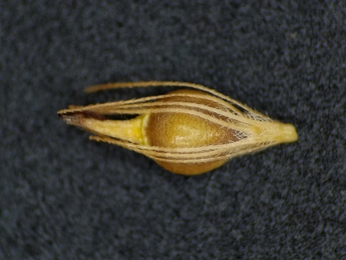 white beak-sedge