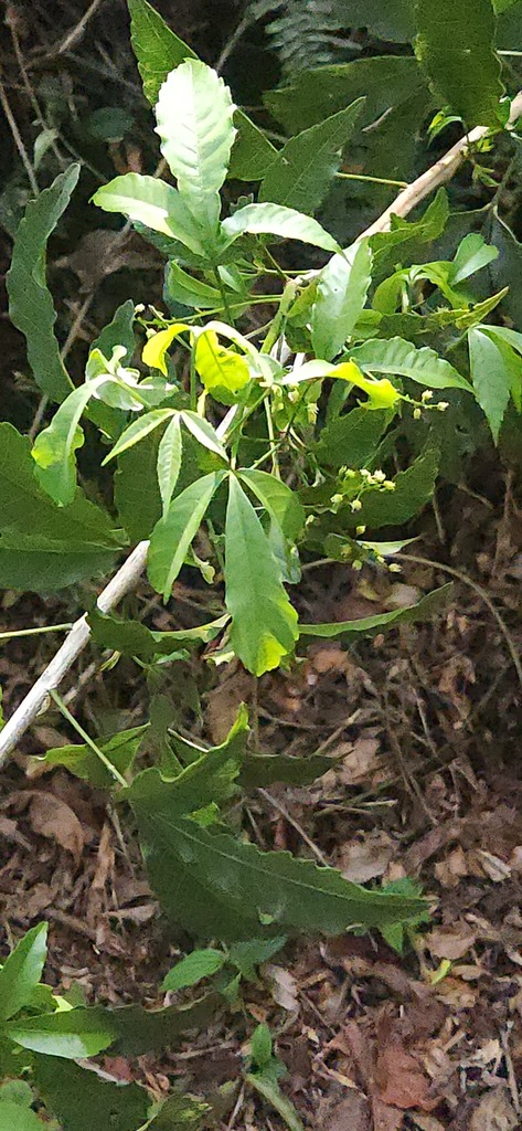 Mollinedia engleriana