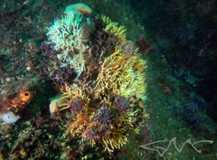 Melithaea
