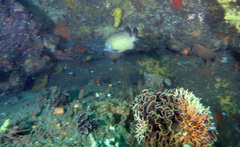 Melithaea