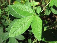 Crotalaria