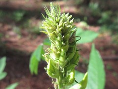 Crotalaria