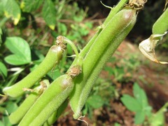 Crotalaria