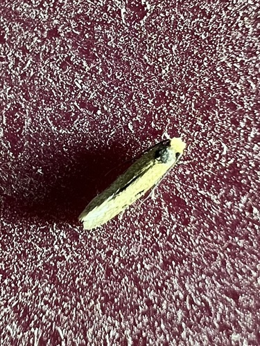 Curved-lined Homostinea Moth photo 2
