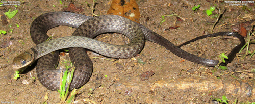 Painted keelback