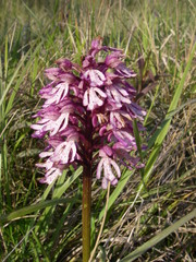 Orchis × hybrida