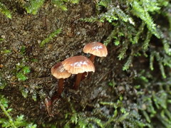 Micromphale arbuticola