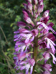 Orchis × hybrida