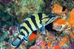 Girdled Rock Cod photo 2