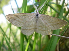 Perconia strigillaria