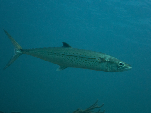 Cero (Scomberomorus regalis) — Scombridae — 5