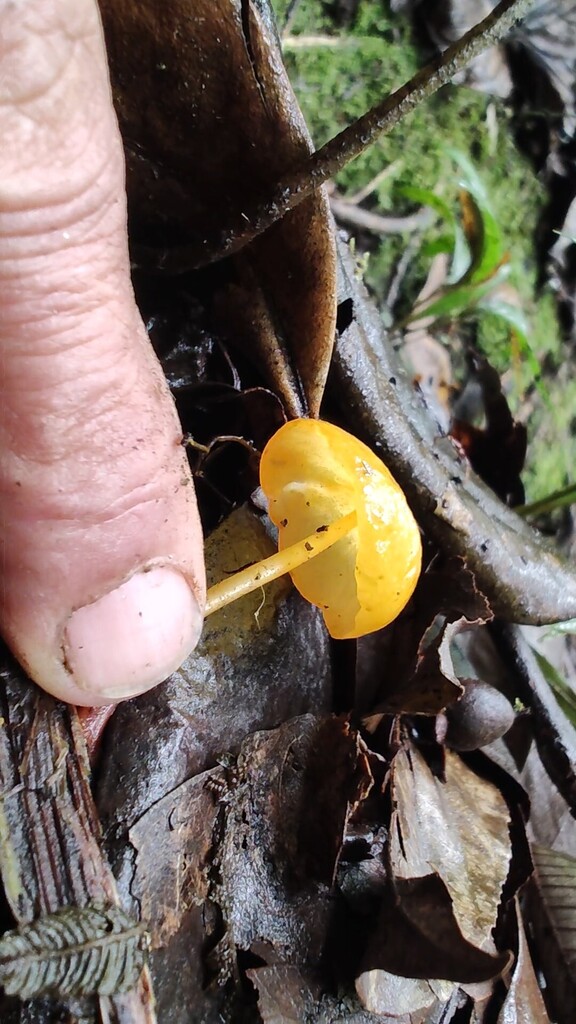 Marasmius hymenogloeus · October 2025 · photo: © mechas (iNaturalist, cc-by-sa)