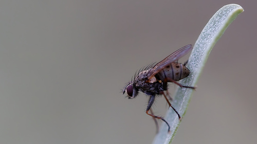 Unknown species found near South Jordan, UT, USA