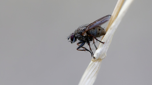 Unknown species found near South Jordan, UT, USA