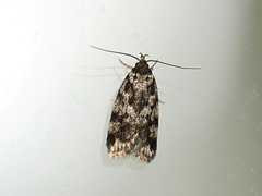 Barea confusella