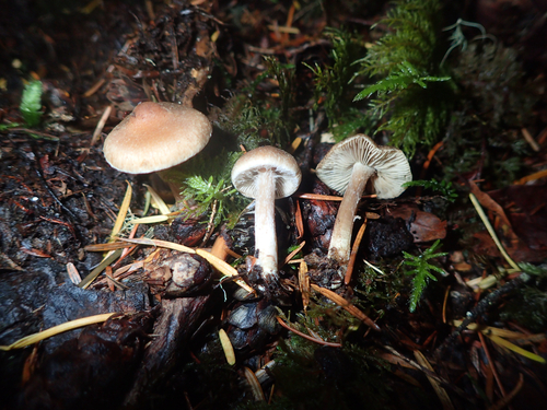 Owingsia PNW01 graham.jpg