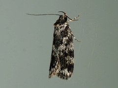 Barea confusella