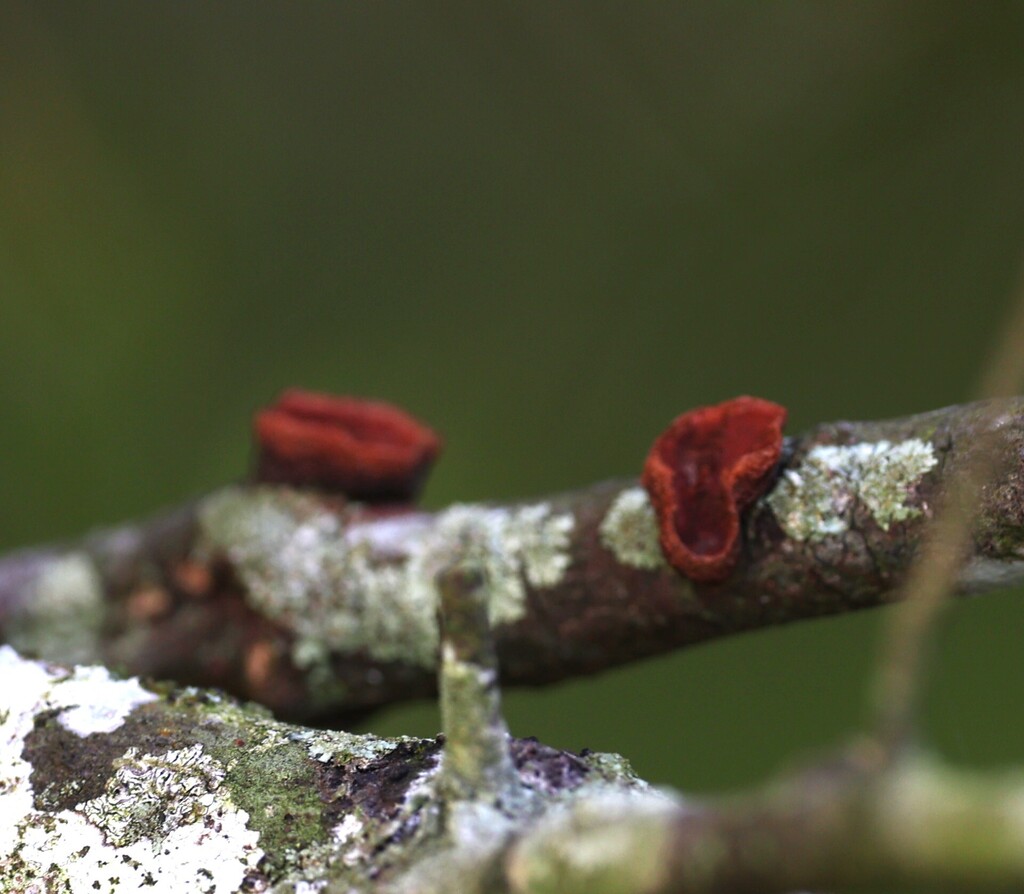 Phaeotrametes decipiens · October 2025 · photo: © andreaargentinat (iNaturalist, cc-by)