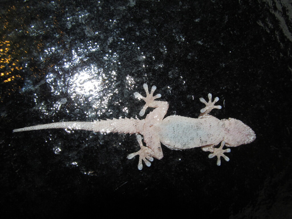 Tarentola mauritanica mauritanica