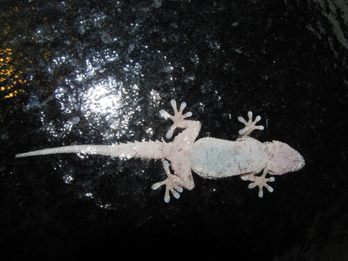 Tarentola mauritanica mauritanica