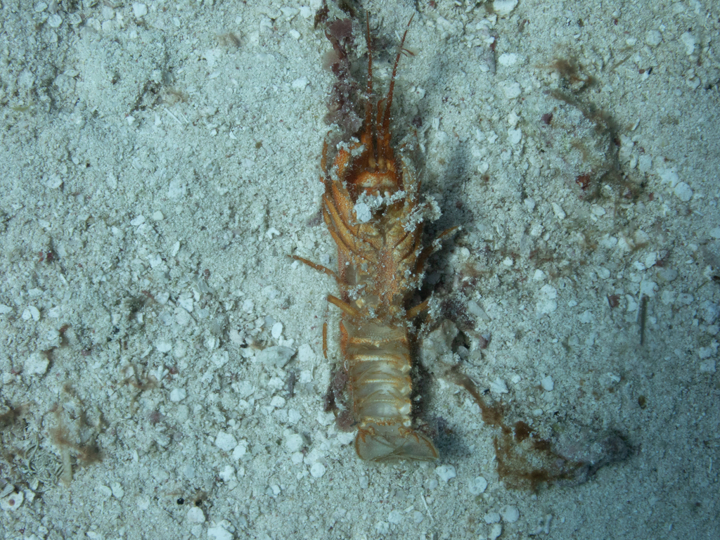 Caribbean Furry Lobster