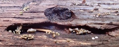 Trichoderma flavipes