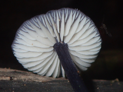 Owingsia PNW01 graham.jpg