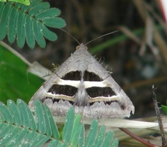 Grammodes geometrica