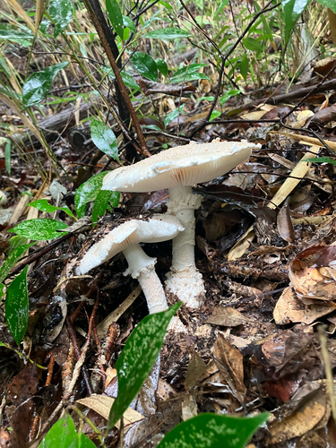 Amanita timida